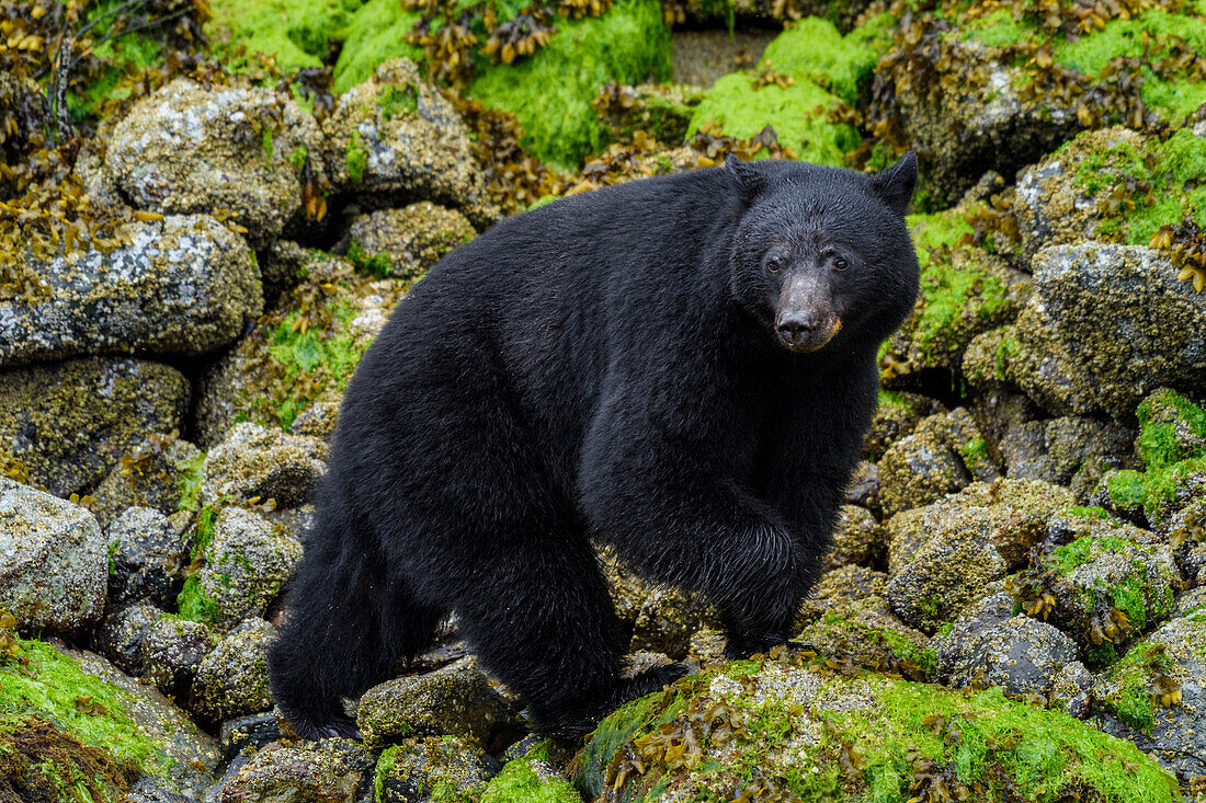 Kanada, Britisch-Kolumbien, Clayoquot Sound. Schwarzbär auf Nahrungssuche in der Gezeitenzone.