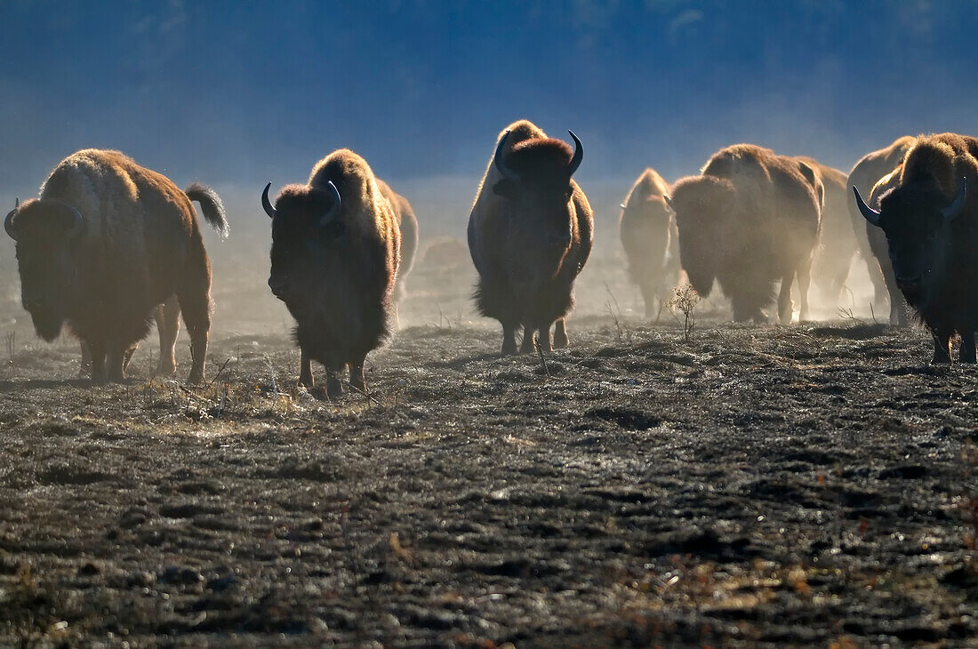Canada, Manitoba, Riding Mountain National Park. Herd of American plains bison on burned prairie.