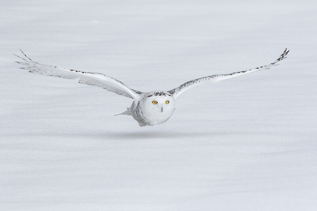 Canada, Ontario. Snowy owl flies low to ground.