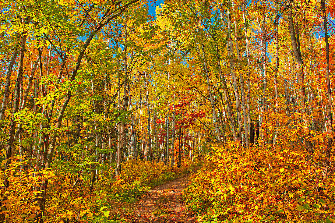 Kanada, Ontario, Aubrey Falls Provincial Park, Waldweg im Herbst.