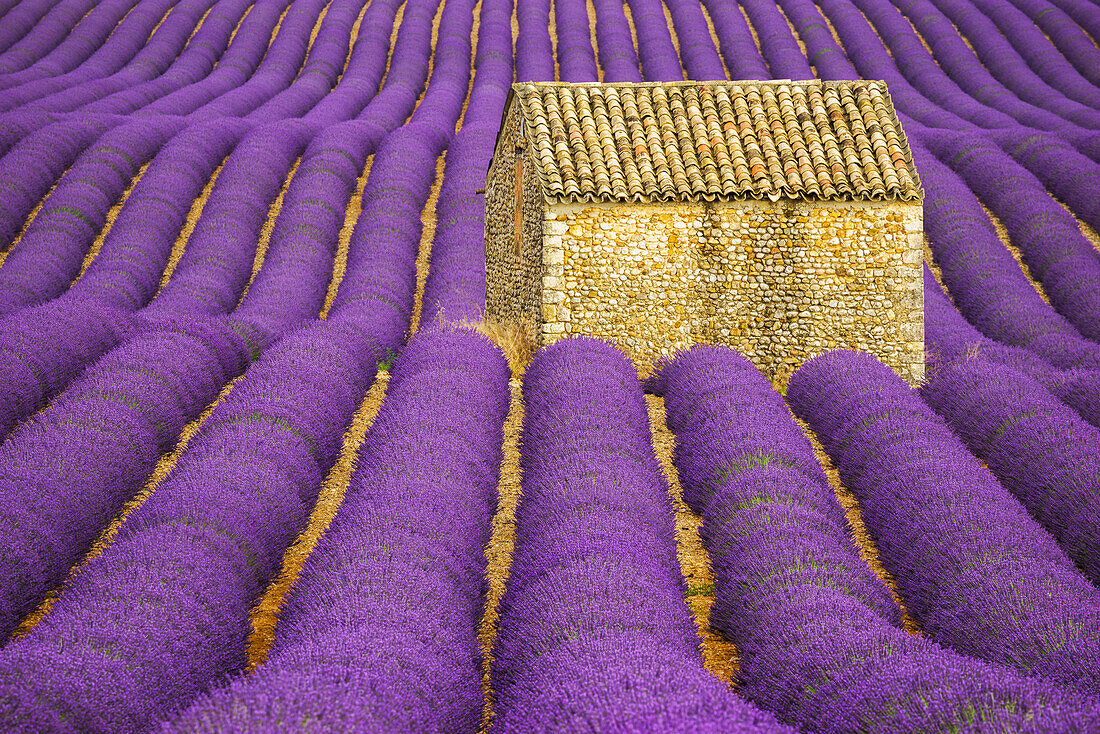 Frankreich, Provence, Hochebene von Valensole. Lavendelpflanze umgibt Steinhütte.