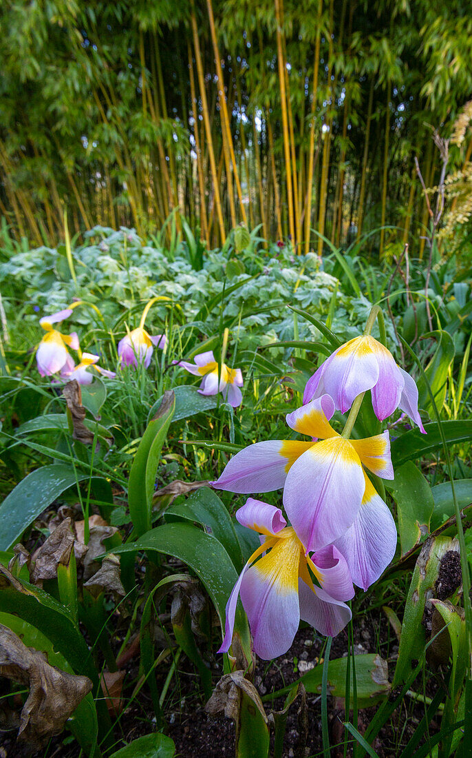 France, Giverny. Spring flowers and bamboo forest in Monet's Garden.