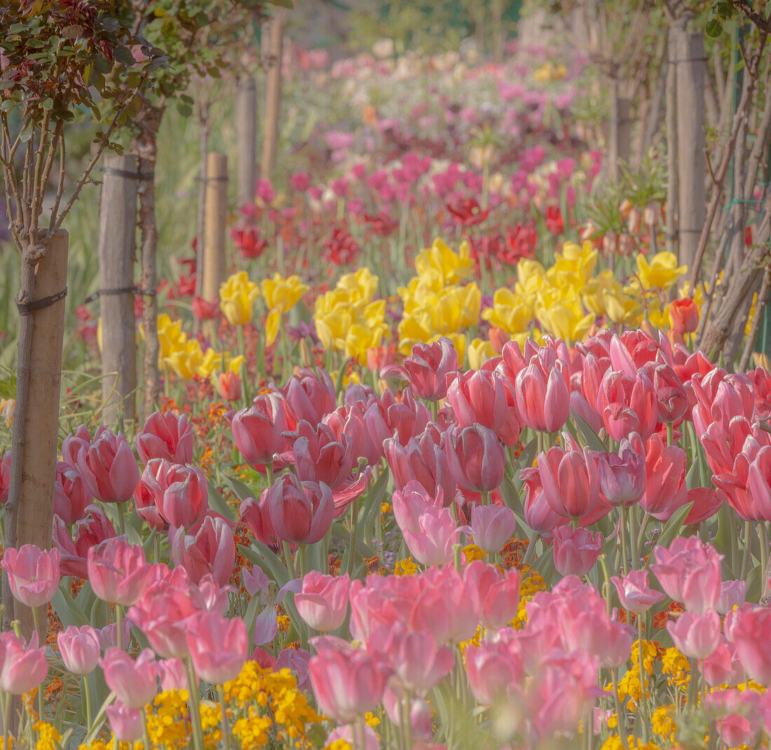 Frankreich, Giverny. Tulpen in Monets Garten.