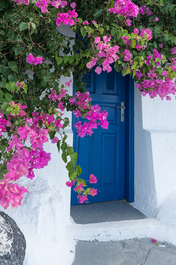 Griechenland, Santorin. Eine malerische blaue Tür ist von rosa Bougainvillea in Firostefani umgeben.