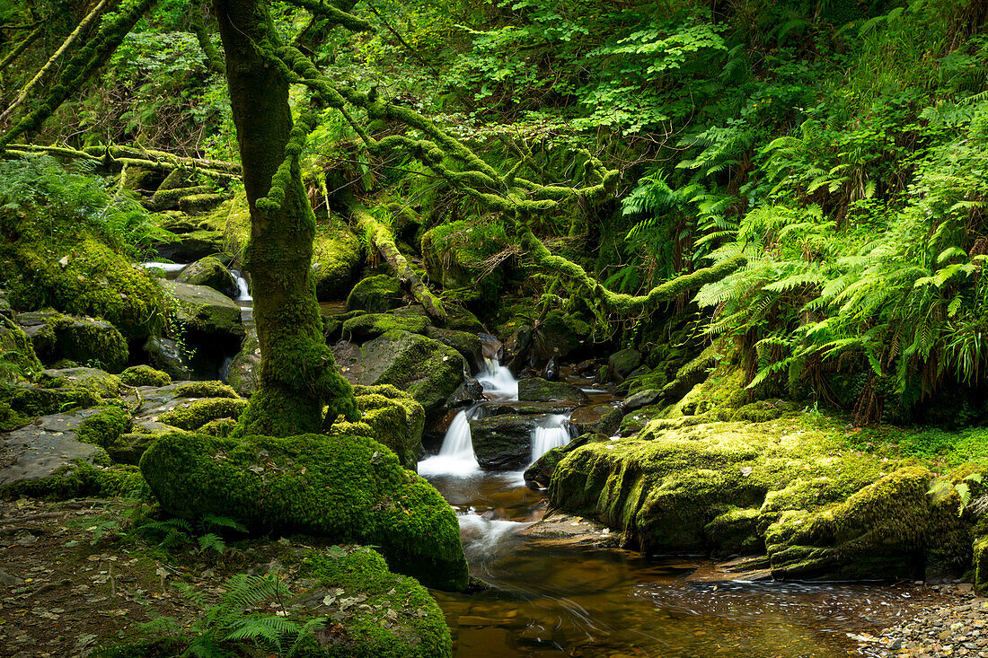 Bach unterhalb der Torc-Wasserfälle, Killarney-Nationalpark, Grafschaft Kerry, Irland