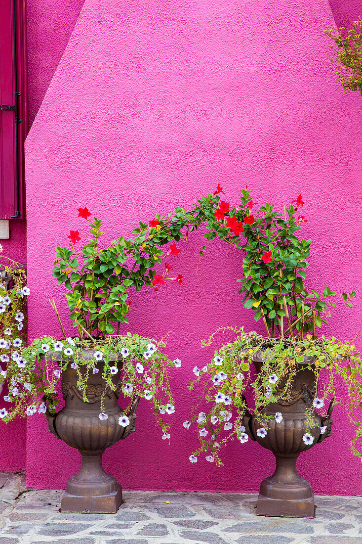 Italien, Venedig, Insel Burano. Mit Blumen bepflanzte Urnen vor einer hellrosa Wand auf der Insel Burano.
