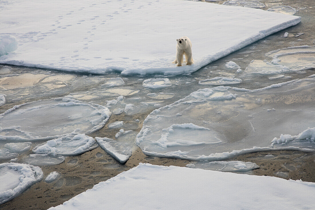 Norway, Svalbard, Spitsbergen. Polar bear stands on sea ice.