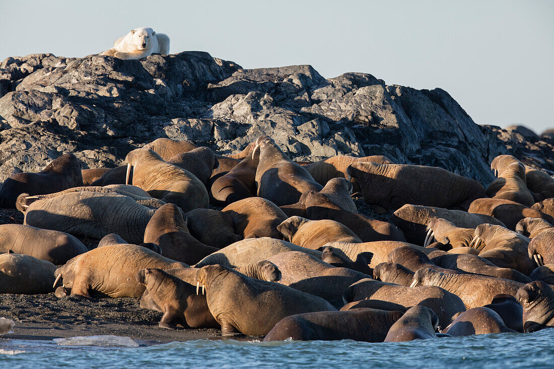 Norway, Svalbard, Storoya. Polar bear watches walruses on beach.