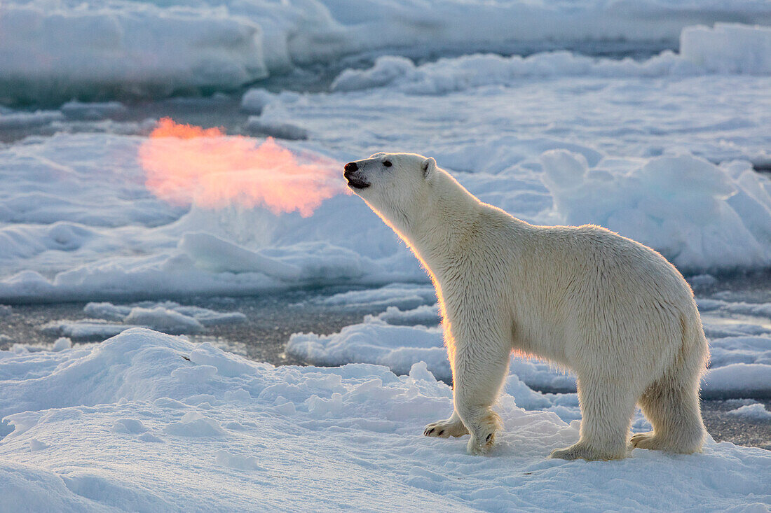 Norway, Svalbard, Spitsbergen. Polar bear with backlit breath.