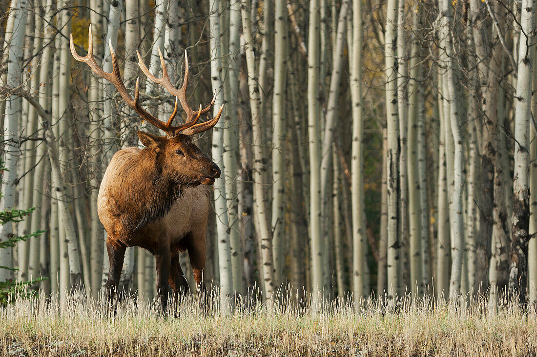 Rocky Mountain Elchbulle, dicke Espen