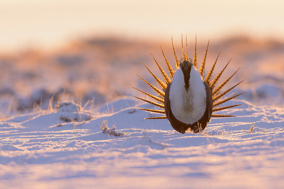 Greater sage-grouse, courtship display