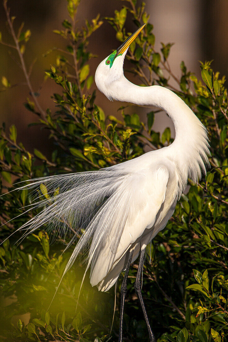 A great egret performs a breeding display at a rookery in southwest Florida.