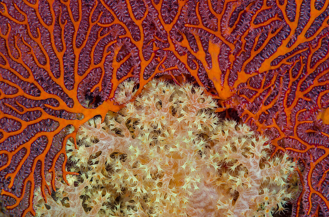 Fiji. Sea fan and soft corals.