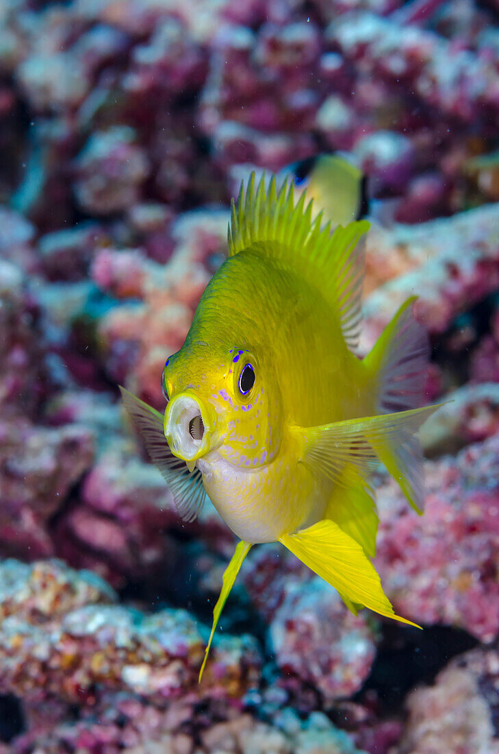 Fidschi. Nahaufnahme eines gelben Chromisfisches.