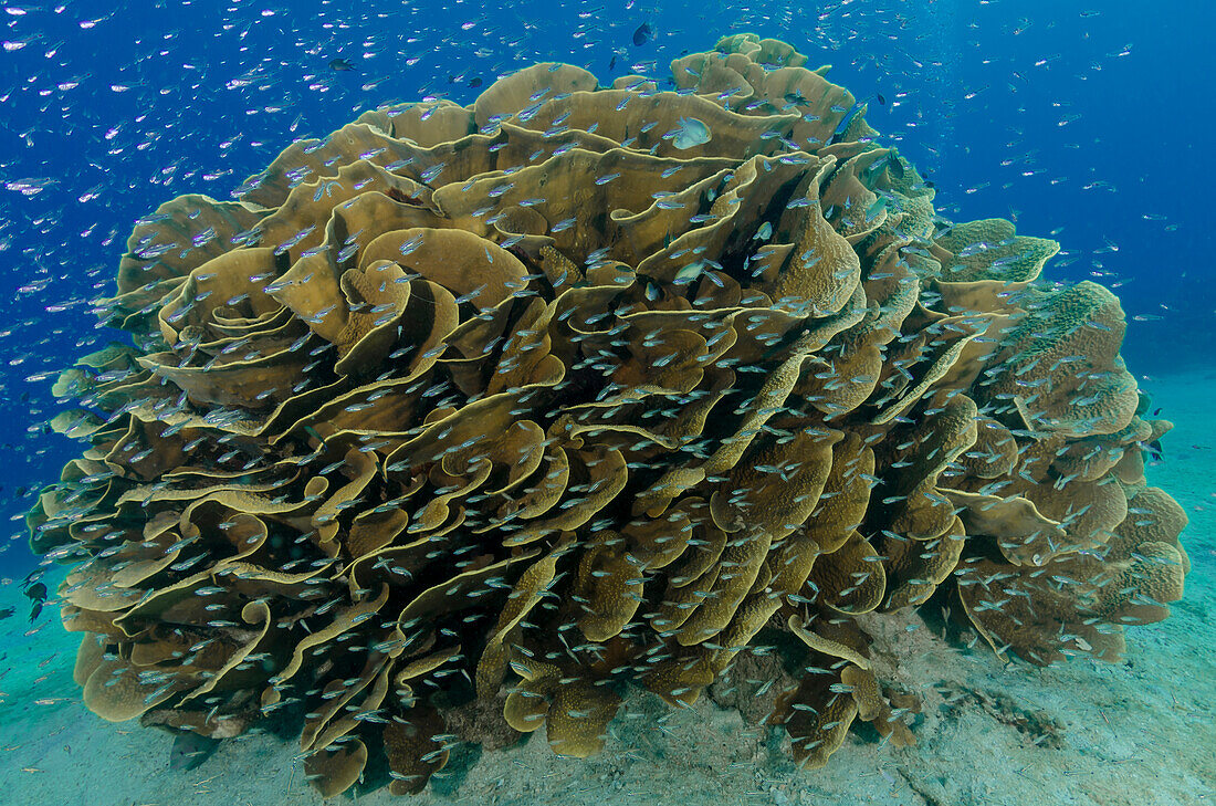 South Pacific, Solomon Islands. Schooling baitfish and coral.