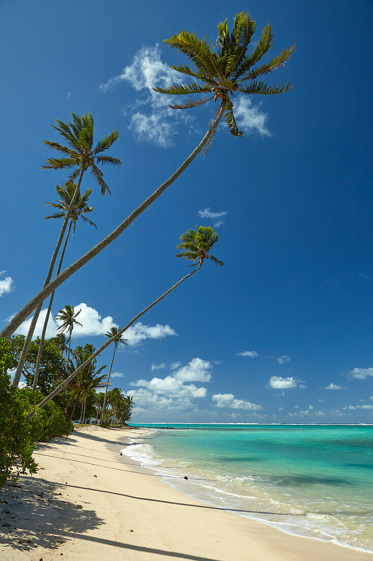 Kokosnusspalmen und Pazifischer Ozean, Rarotonga, Cookinseln, Südpazifik
