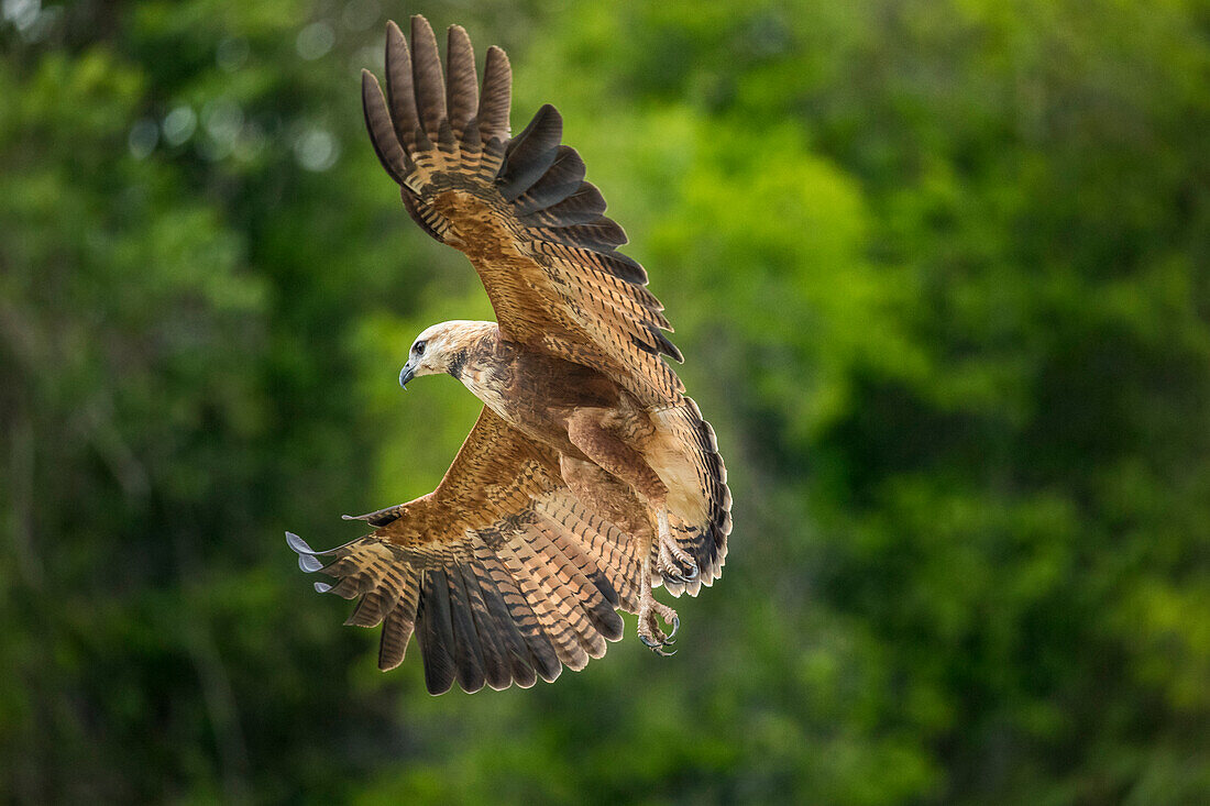 Südamerika, Brasilien, Pantanal. Schwarzhalsbussard fliegend.