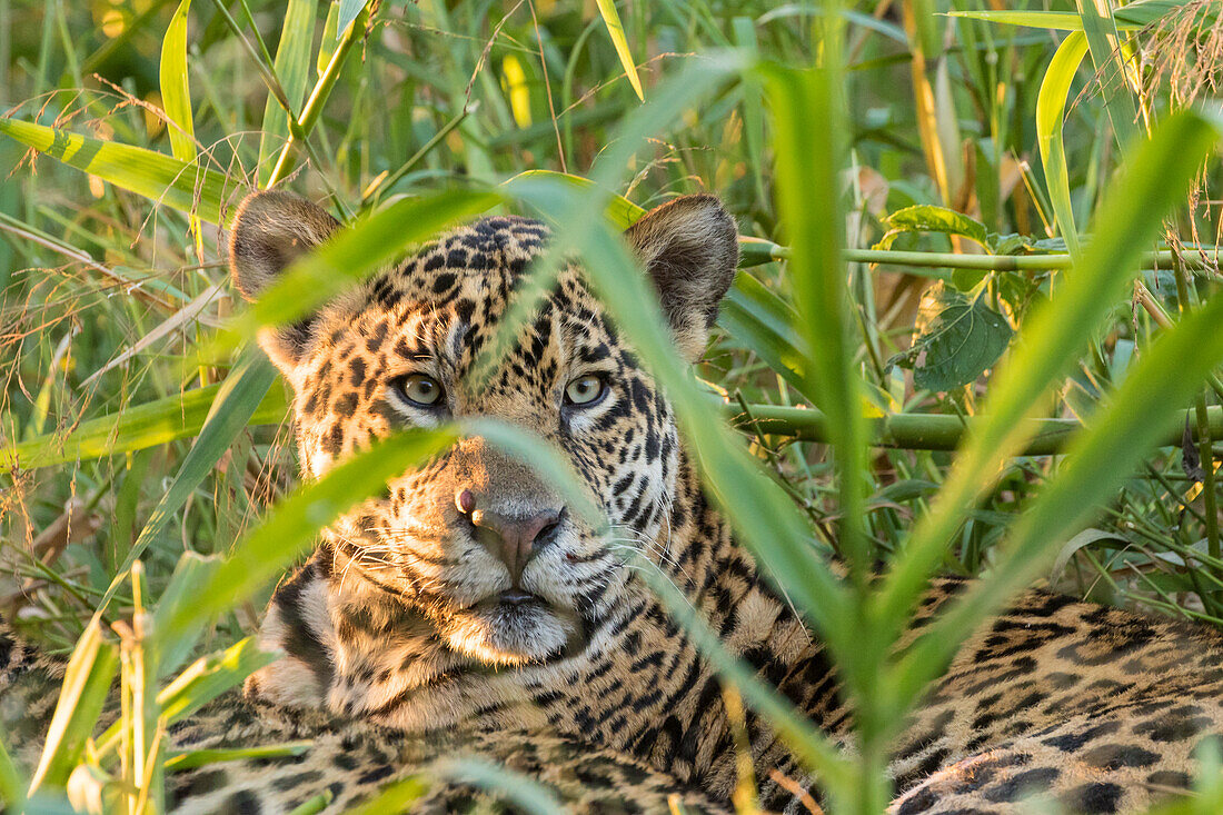 Brazil, Pantanal. Close-up of jaguar.