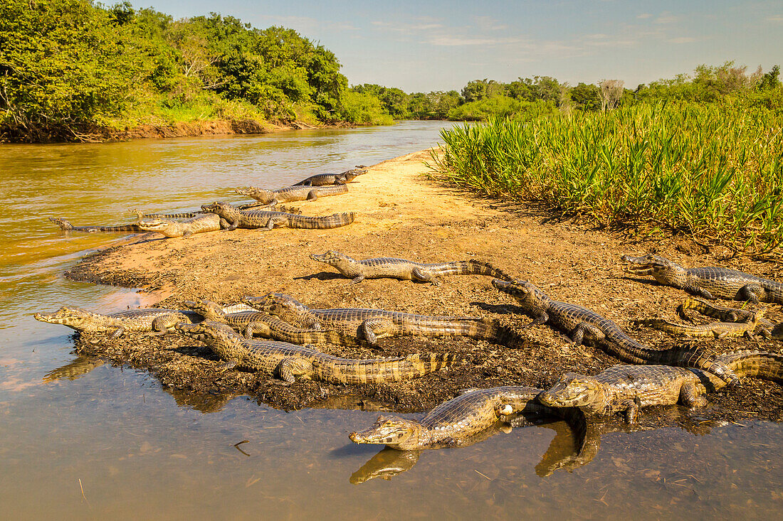 Brazil, Pantanal. Group of jacare caiman reptiles and river.