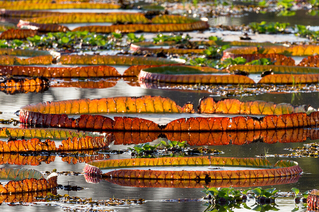 South America, Brazil, Mato Grosso, The Pantanal, Porto Jofre, giant lily pads, (Victoria amazonica). Giant lily pads at Porto Jofre.