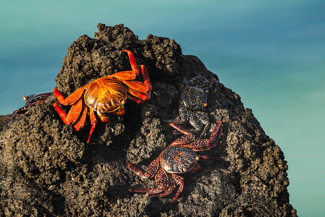 Sally-Leichtfußkrabbe. Insel San Cristobal, Galapagos-Inseln, Ecuador.