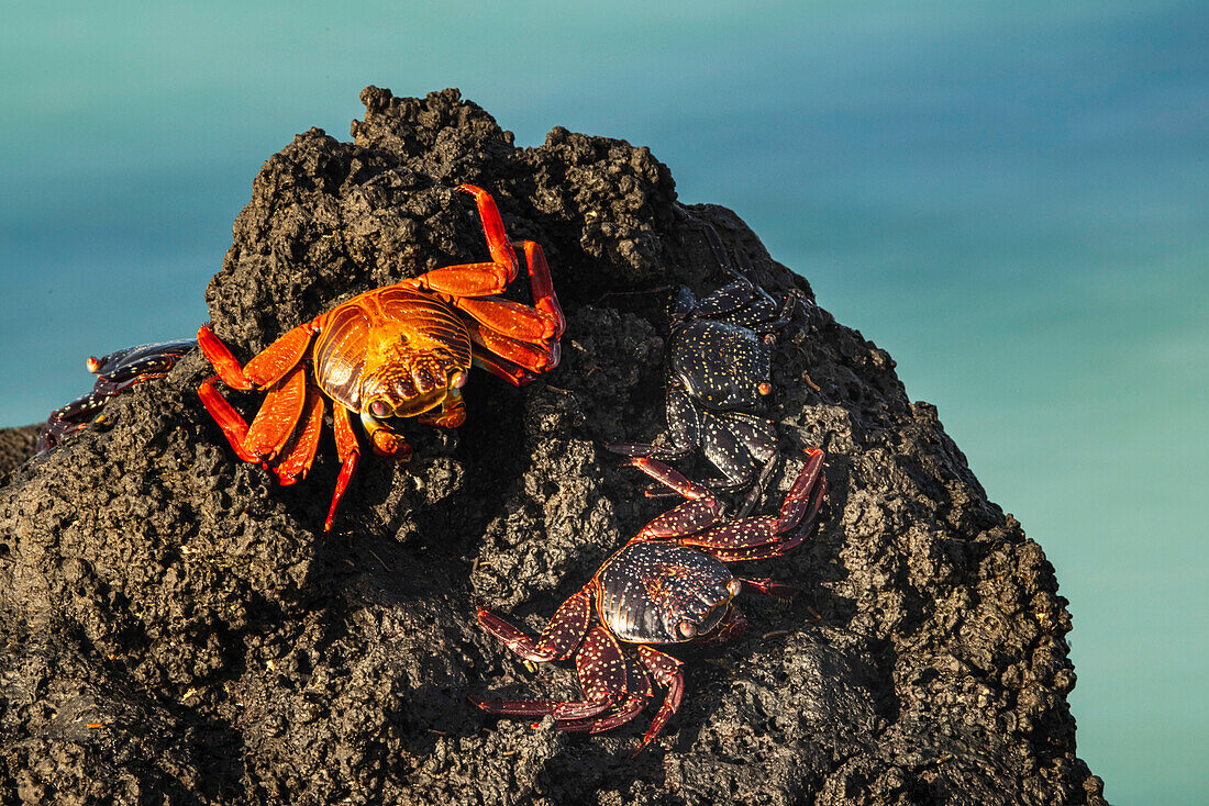 Sally lightfoot crab. San Cristobal Island, Galapagos Islands, Ecuador.