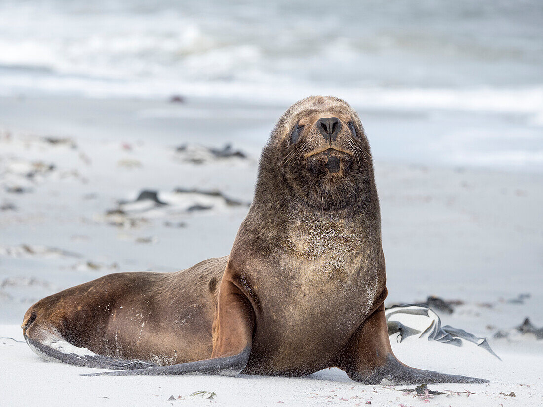 Junger südamerikanischer Seelöwenbulle am Sandstrand. Südamerika, Falklandinseln.