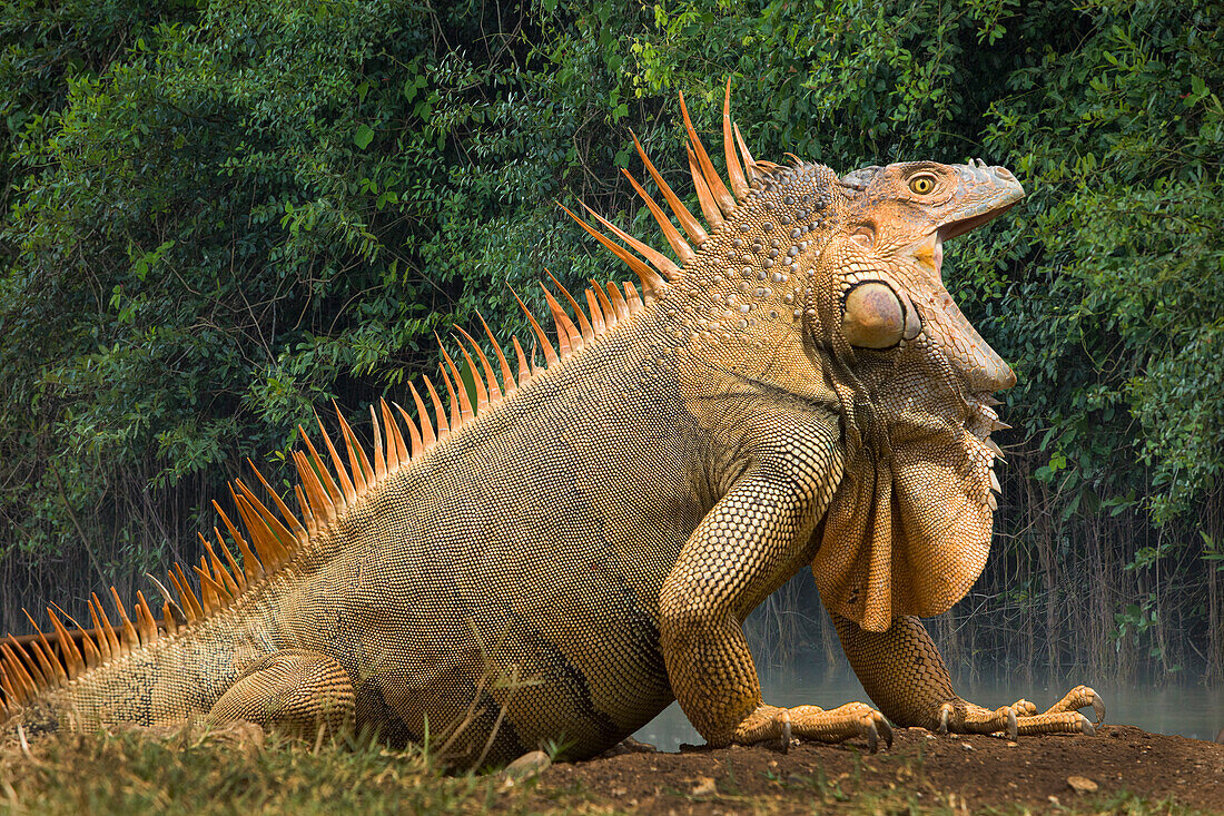 Karibik, Costa Rica. Profil eines grünen Leguans.