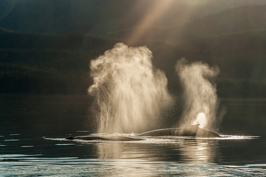 USA, Alaska, Tongass National Forest. Buckelwale spucken an der Oberfläche.
