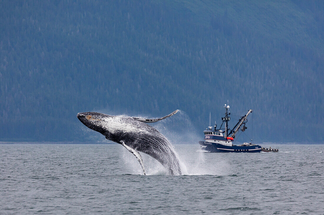 USA, Alaska, Chatham Strait. Breaching humpback whale near fishing boat.
