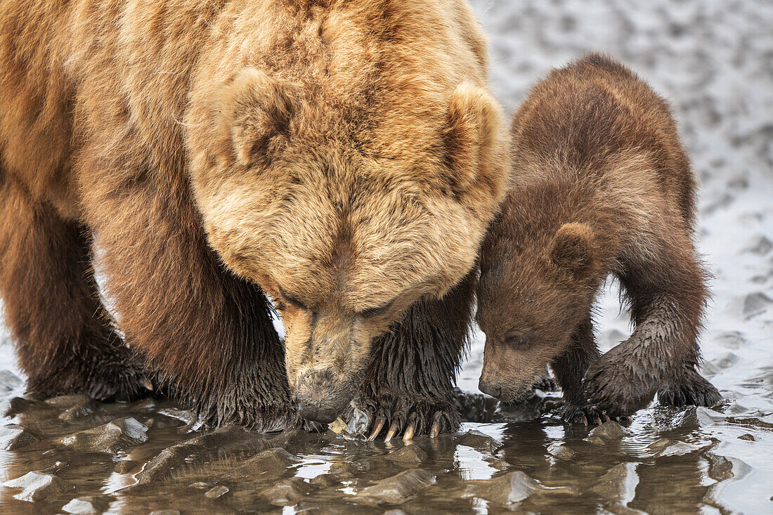 USA, Alaska, Clarksee-Nationalpark. Grizzlybärensau mit Jungtier bei der Suche nach Muscheln im Schlamm.