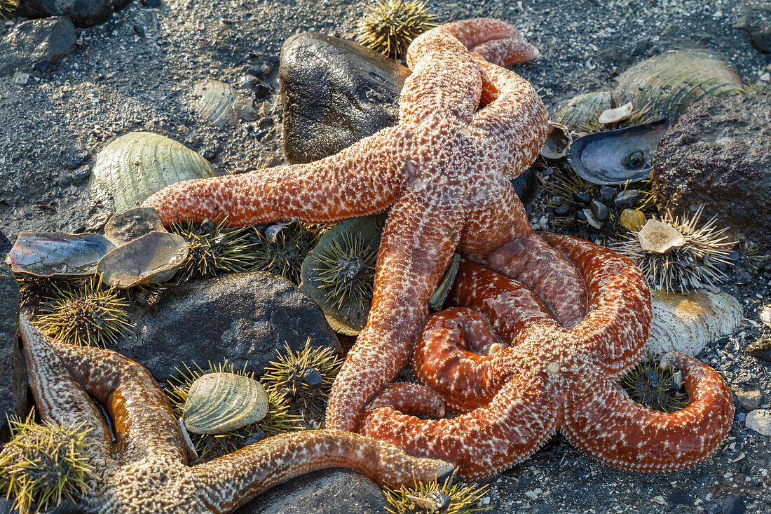 USA, Alaska. Orange mottled sea stars and green sea urchins on the beach at low tide.