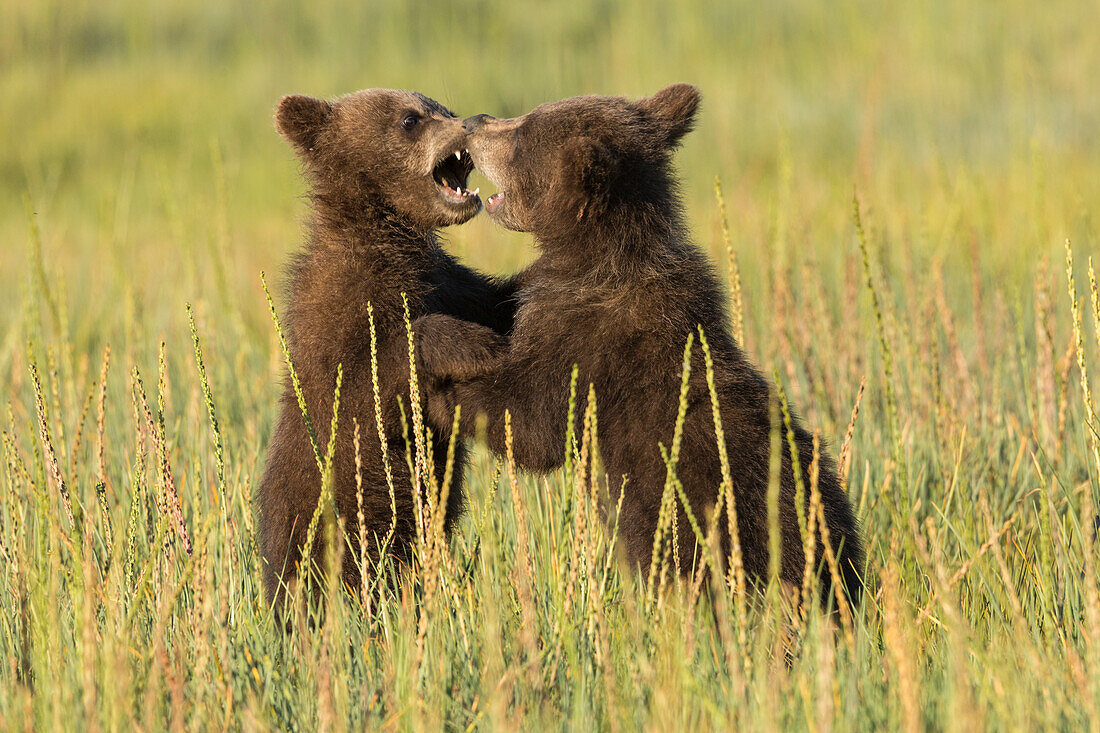 Grizzly bear cubs (ursus arctos) playfight in a meadow.