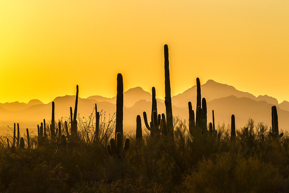 USA, Arizona, Saguaro-Nationalpark. Sonoran-Wüste bei Sonnenuntergang.