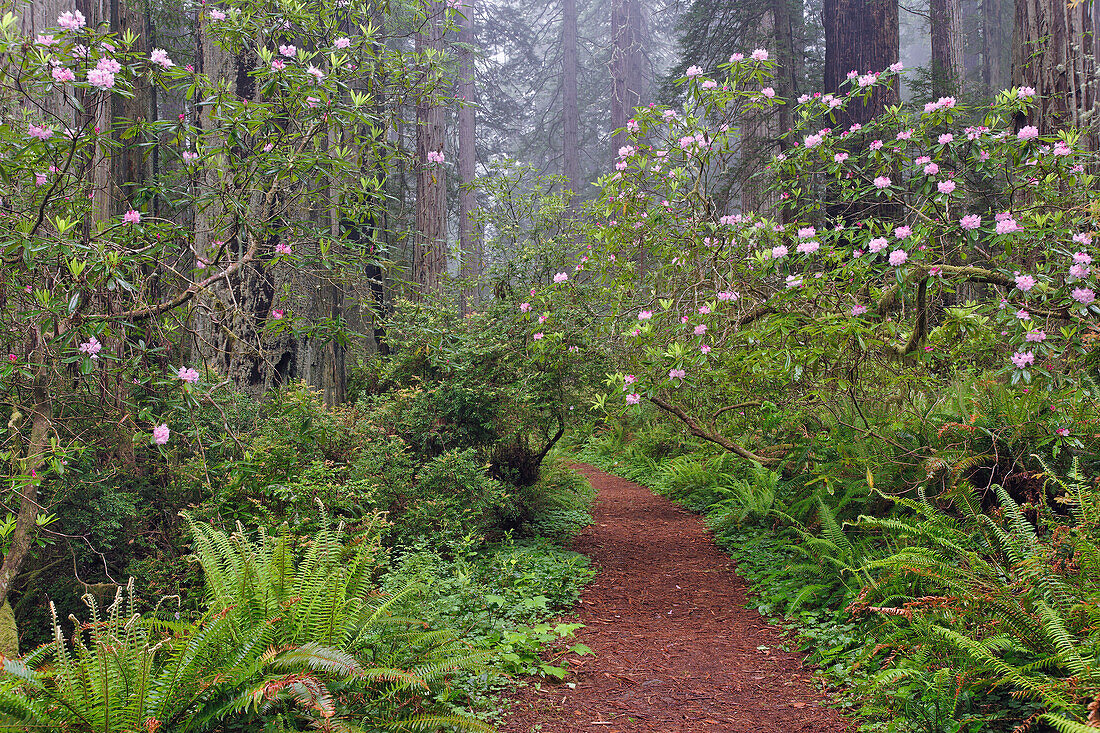 Fußweg durch Redwood-Bäume und pazifischen Rhododendron im Nebel, Redwood National Park, Kalifornien, Damnation Trail.