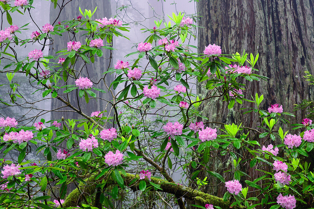 Pacific Rhododendron in foggy redwood forest, Redwood National Park.