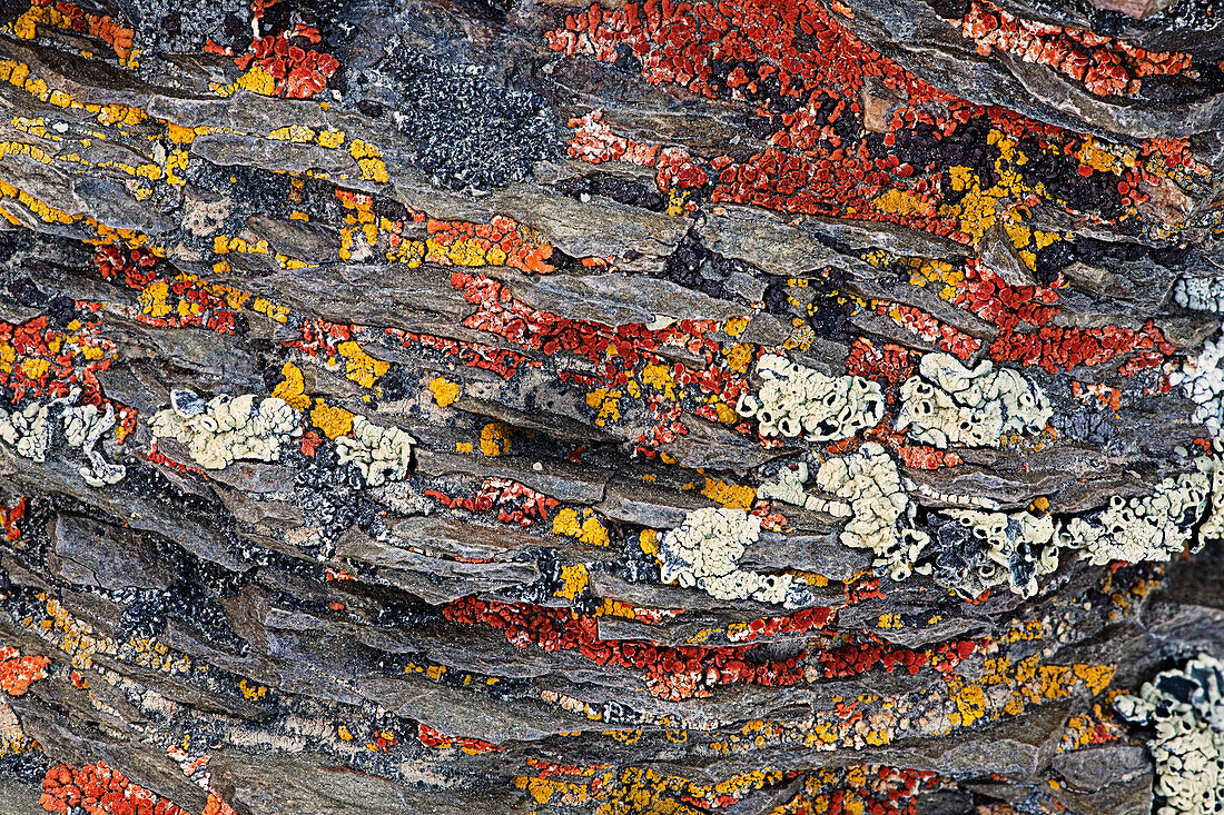 Farbenfrohe rote und gelbe Flechten auf Felsen, östliche Sierra Range, Kalifornien