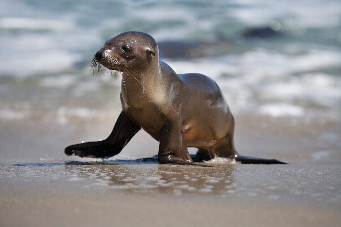 USA, Kalifornien, La Jolla. Seelöwenbaby am Strand.