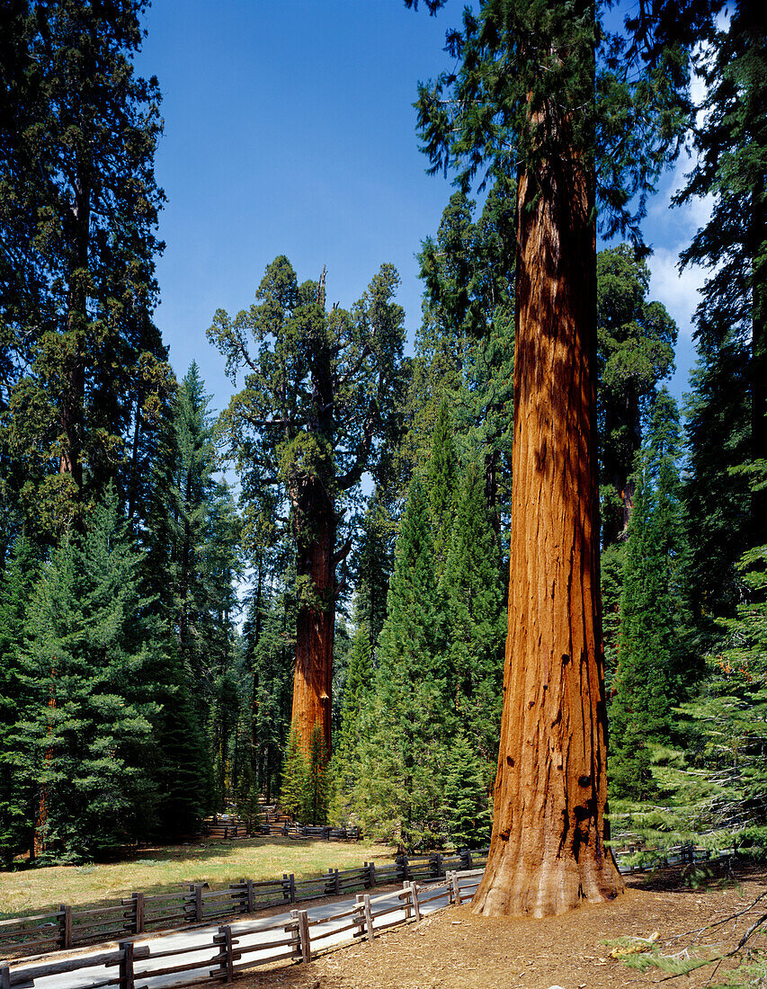 General Sherman Tree im Hintergrund, der größte lebende Baum (nach Volumen), Sequoia National Park, Kalifornien