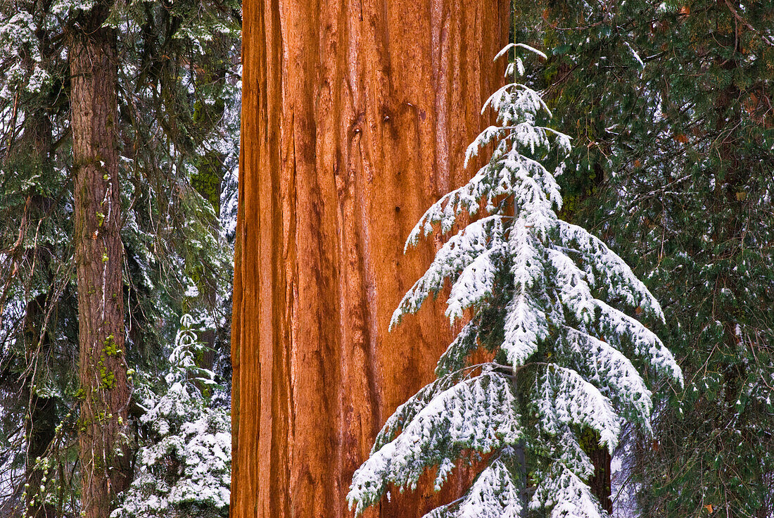 Riesenmammutbaum (Sequoiadendron giganteum) im Winter, Giant Forest, Sequoia National Park, Kalifornien USA