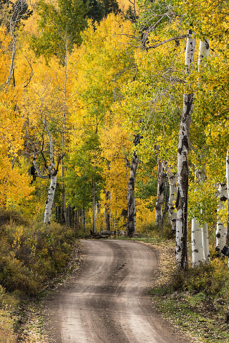 Rural forest service road through golden aspen trees in fall, Sneffels Wilderness Area, Uncompahgre National Forest, Colorado