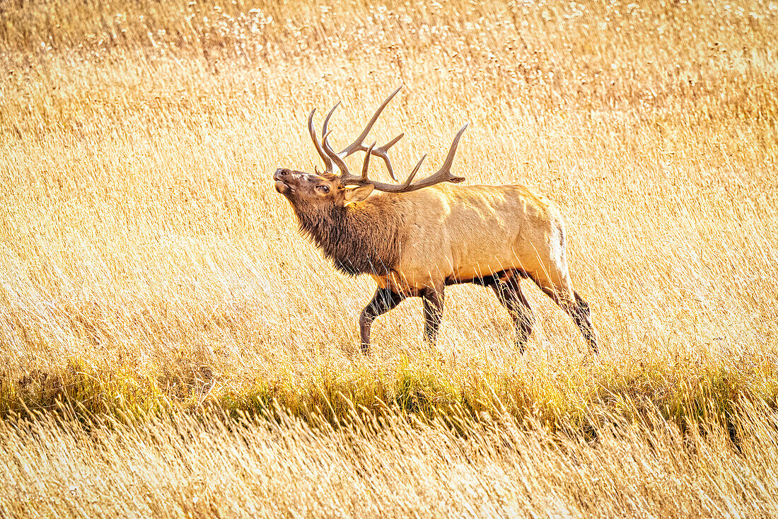 USA, Colorado, Rocky Mountain National Park. North American elk male bugling in mating season.