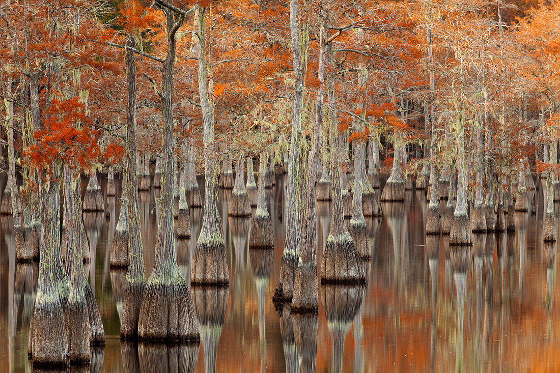 USA; North America; Georgia; Twin City; Cypress trees with moss in the fall.
