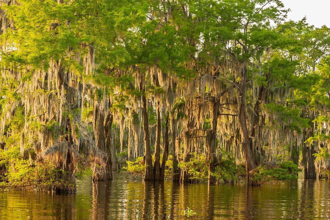 USA, Louisiana, Atchafalaya-Becken. Zypressen spiegeln sich im Sumpf.