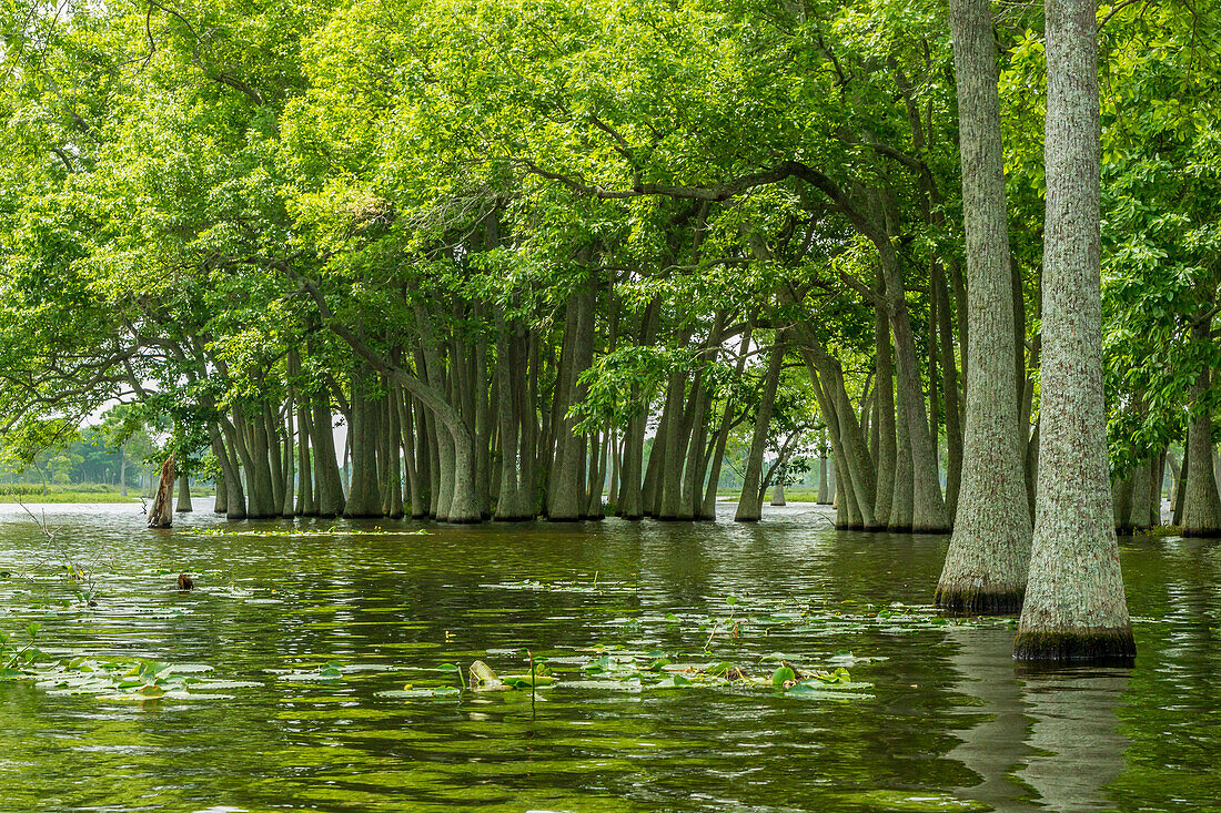 USA, Louisiana, Miller's Lake. Tupelo trees reflect in lake.