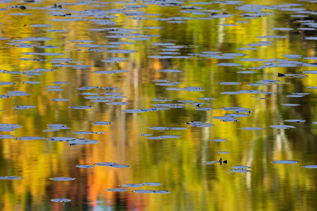 Herbstfarben und Seerosenblätter, die sich bei Sonnenaufgang auf dem Thornton Lake spiegeln, Hiawatha National Forest, Upper Peninsula of Michigan