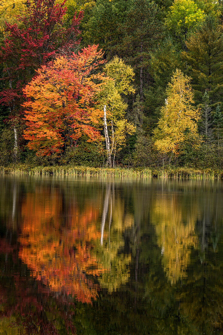 Fall colors along shoreline of Council Lake, Hiawatha National Forest, Upper Peninsula of Michigan.