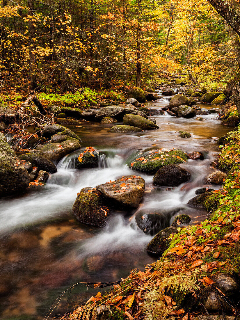 USA, New Hampshire, White Mountains, Herbstfärbung am Jefferson Brook