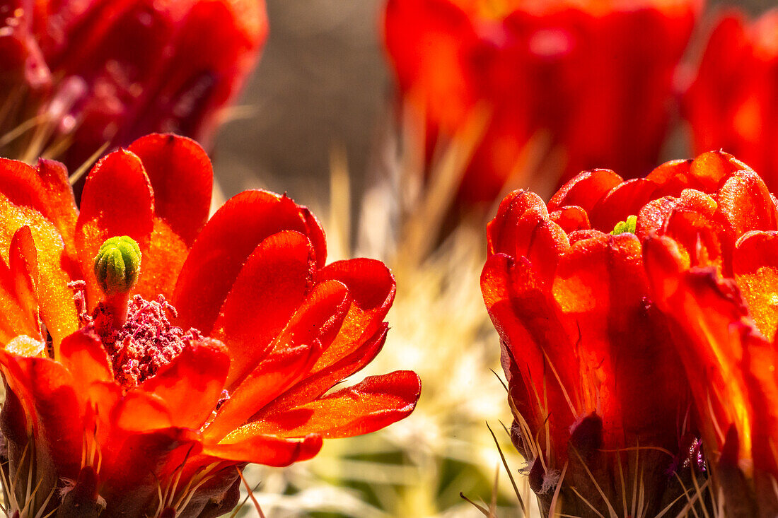 USA, New Mexico, Sandia Mountains. Claret-cup cactus blossoms.