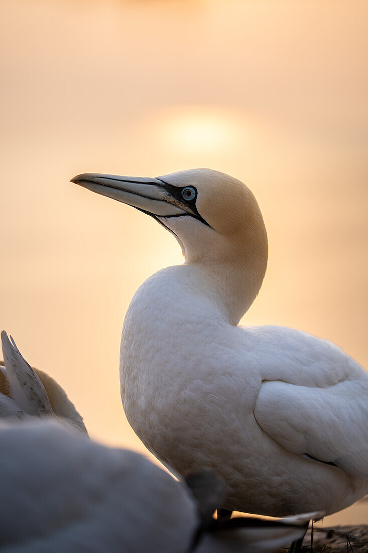 gannets